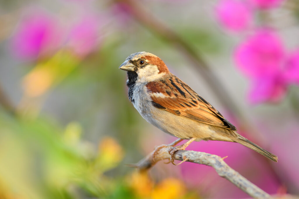 sparrows in kentucky