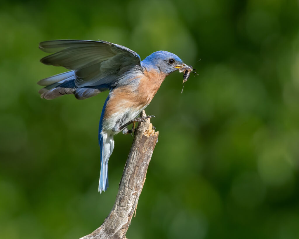 what do bluebirds eat