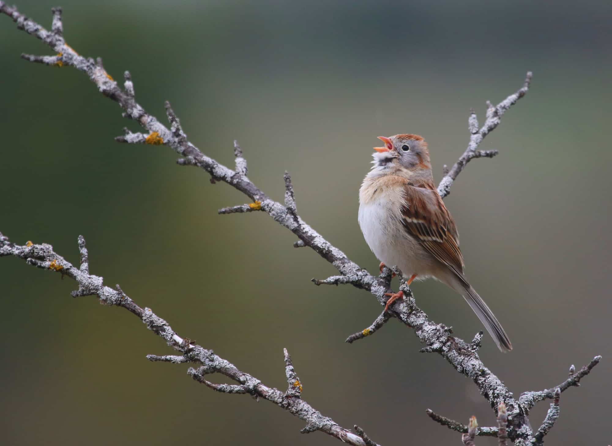 A young house sparrow perched on a low branch among green leaves, head raised and beak open in a loud begging call, tail fanned slightly for balance.