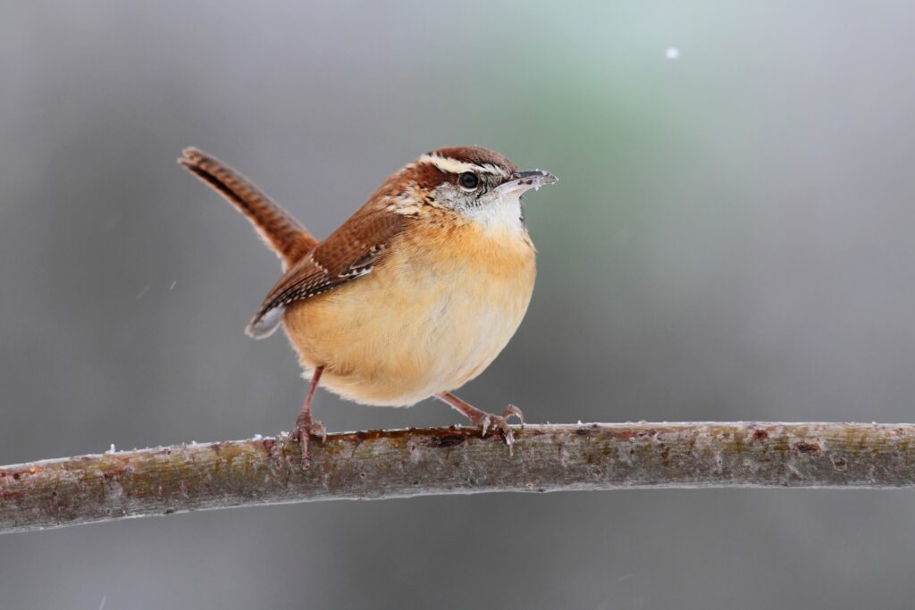 Wrens in Colorado