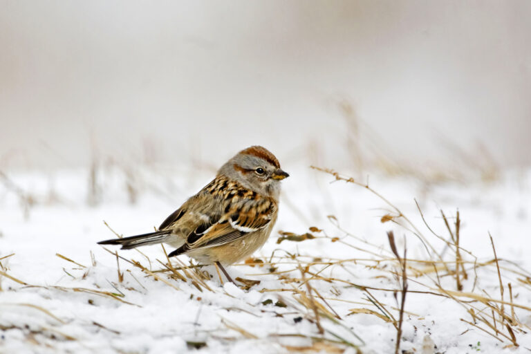 sparrows in ohio