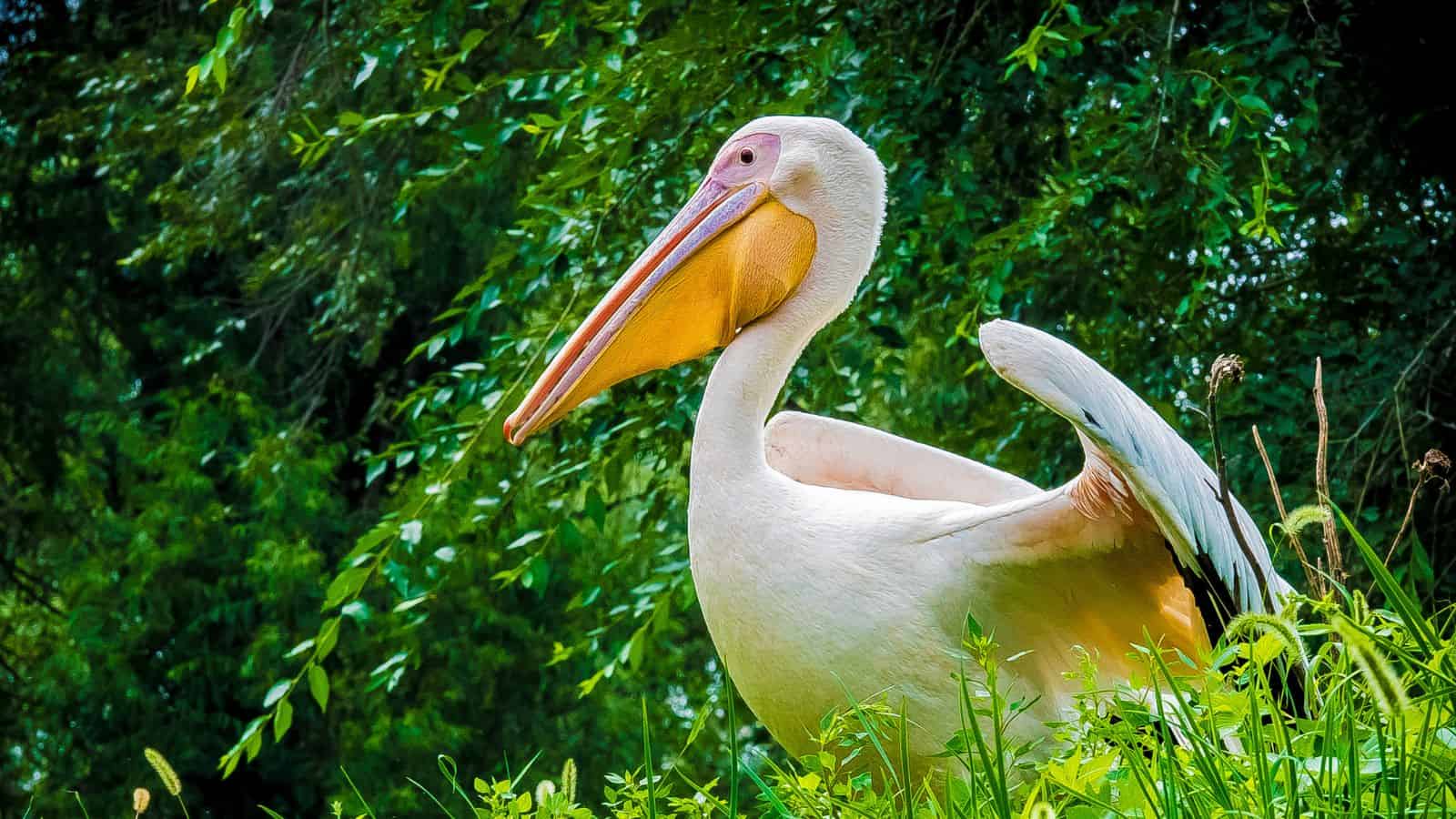 Pelicans