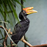 Rhinoceros Hornbill