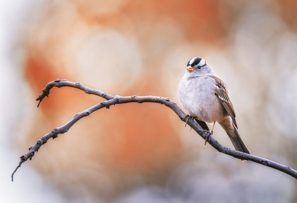 Sparrows in Pennsylvania