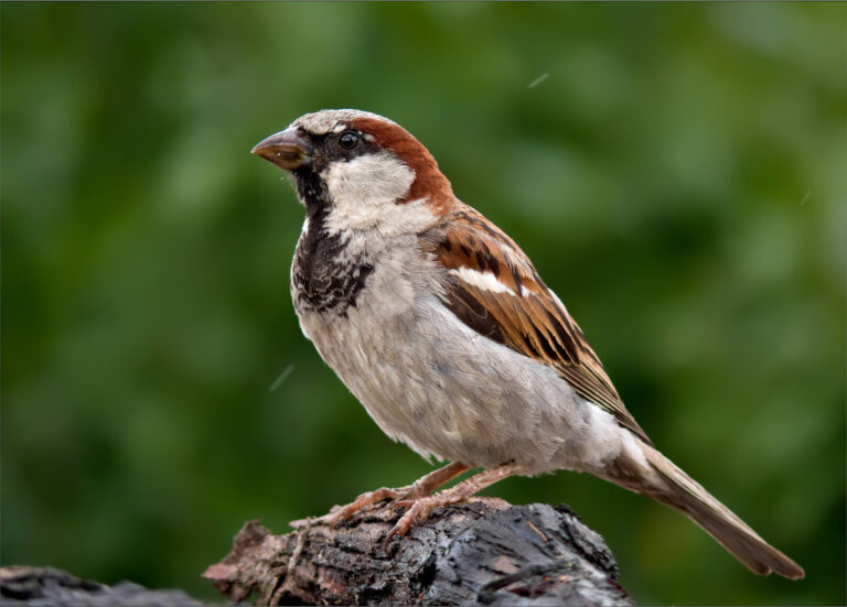 Sparrows in Vermont