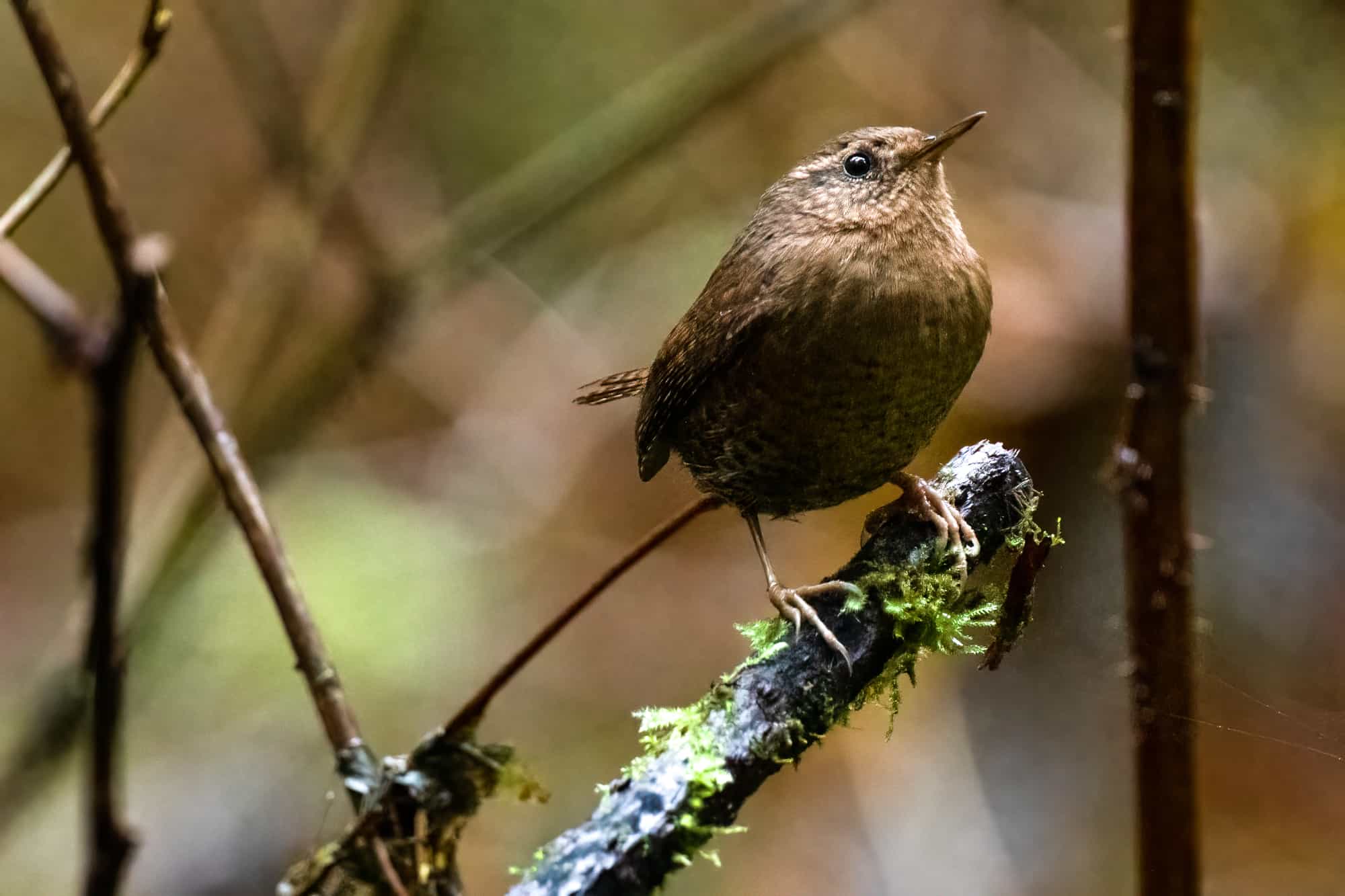 6 Wrens in Idaho: Spotters’ Facts, Tips, and Statistics