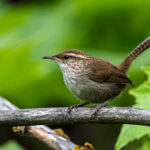 Wrens in Minnesota