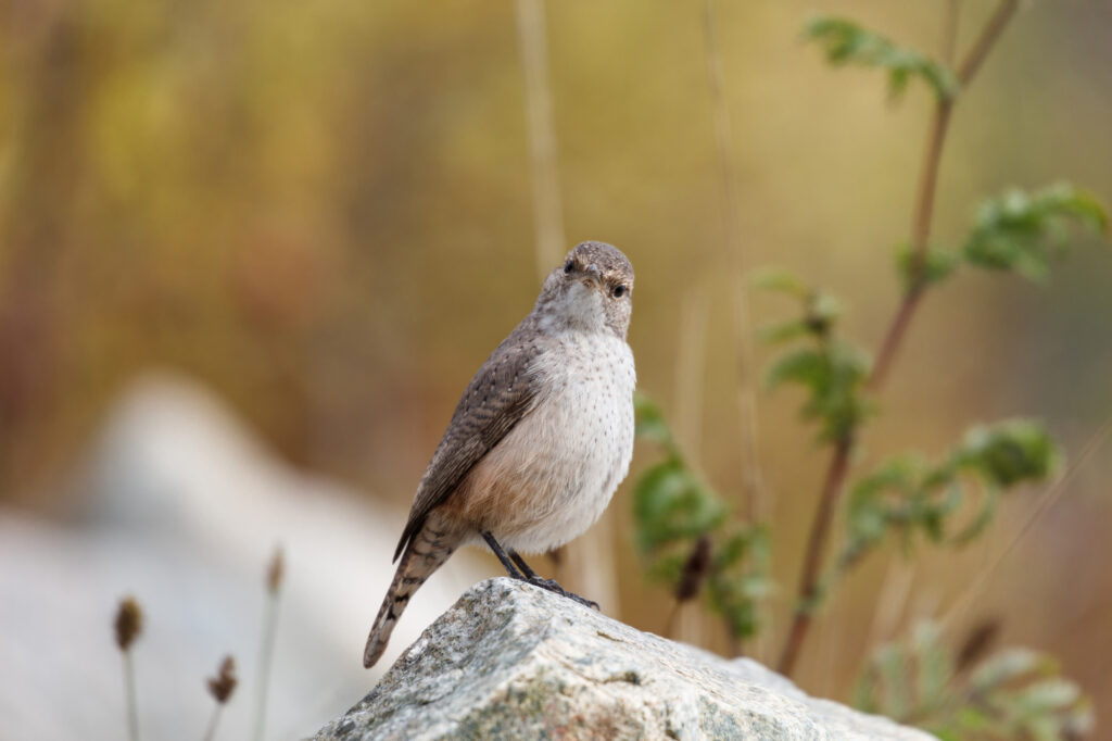 Wrens in Mississippi