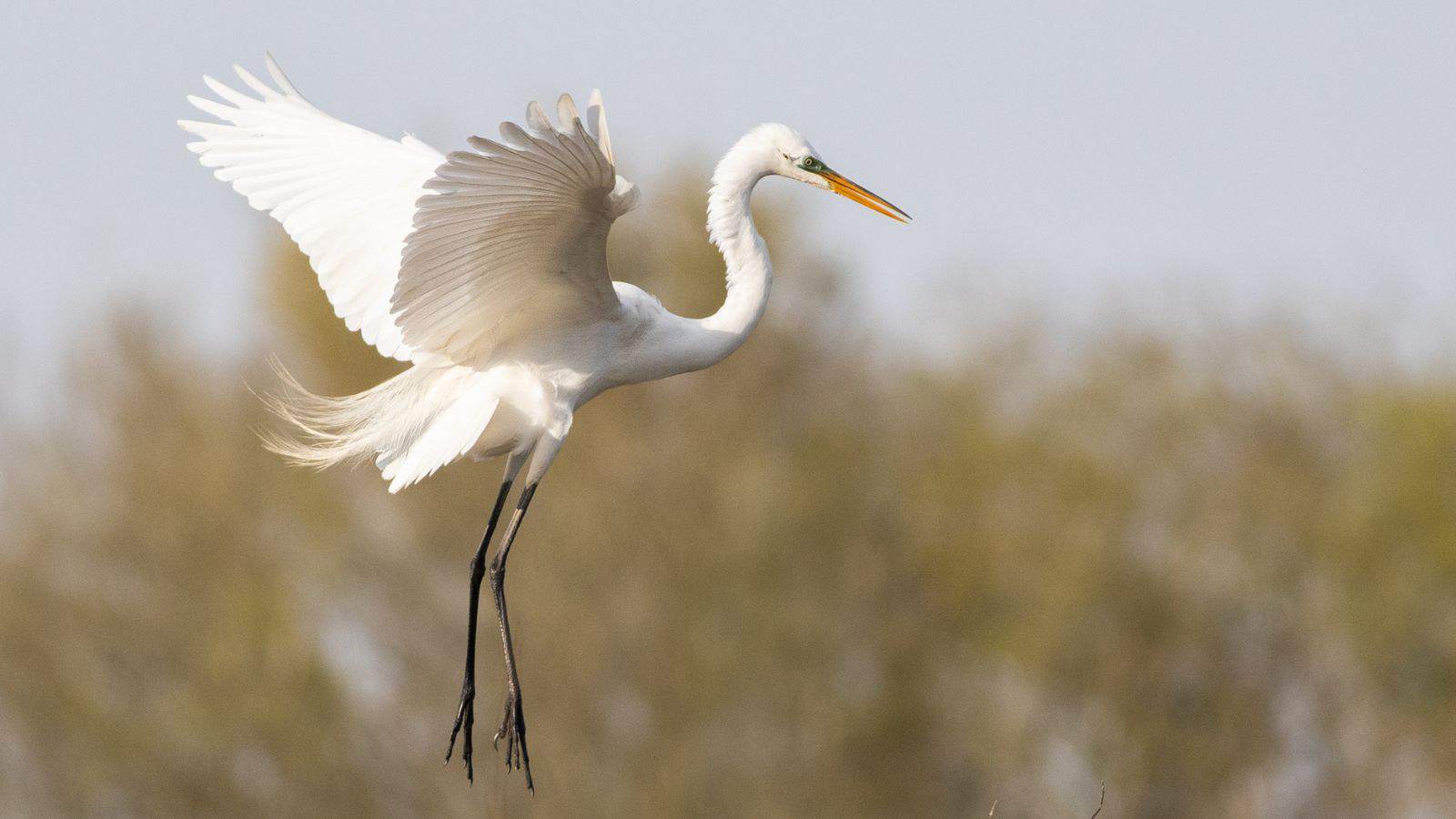 14 Birds With Long Legs and Where To Find Them 