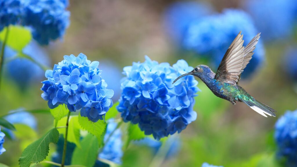 do hummingbirds like hydrangeas