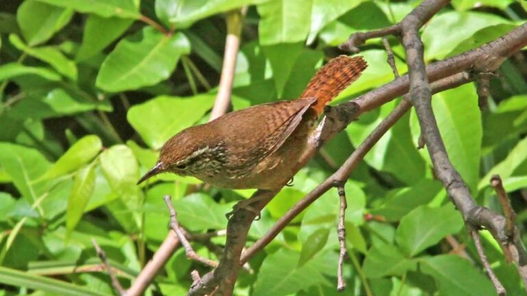 sinaloa wren bird song video bir