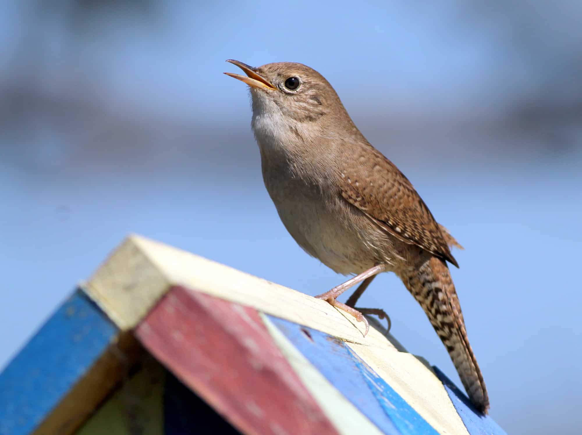 7-wrens-in-illinois-from-rarely-seen-to-frequent-visitors