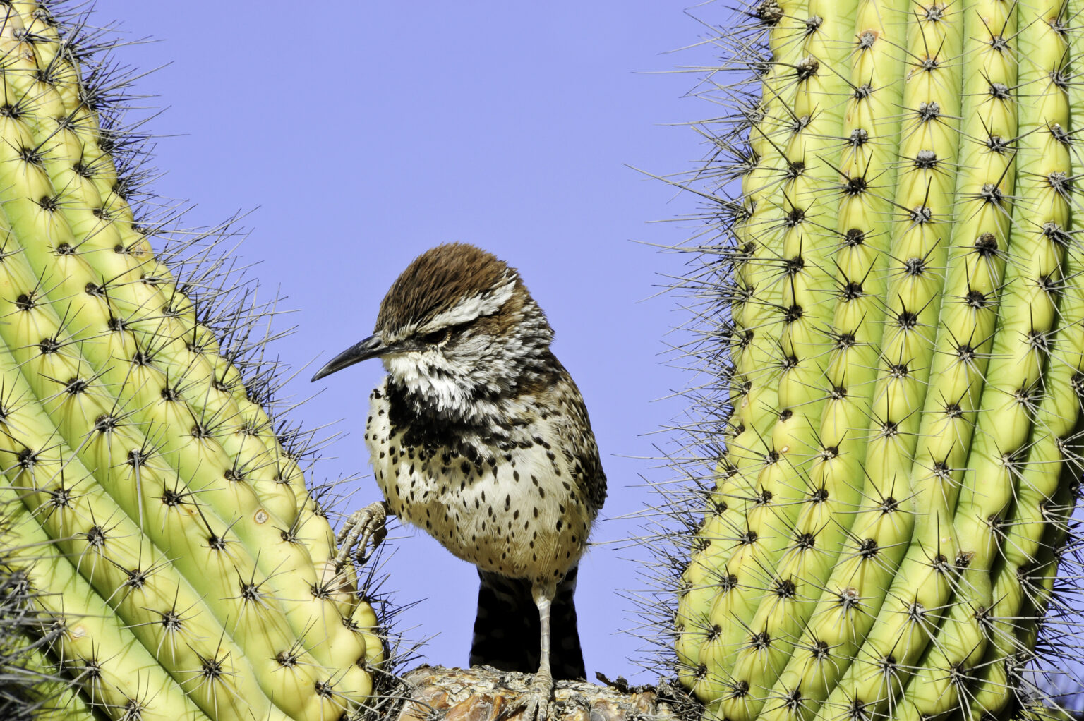8-wrens-in-nevada-to-see-in-the-wild-a-spotters-guide