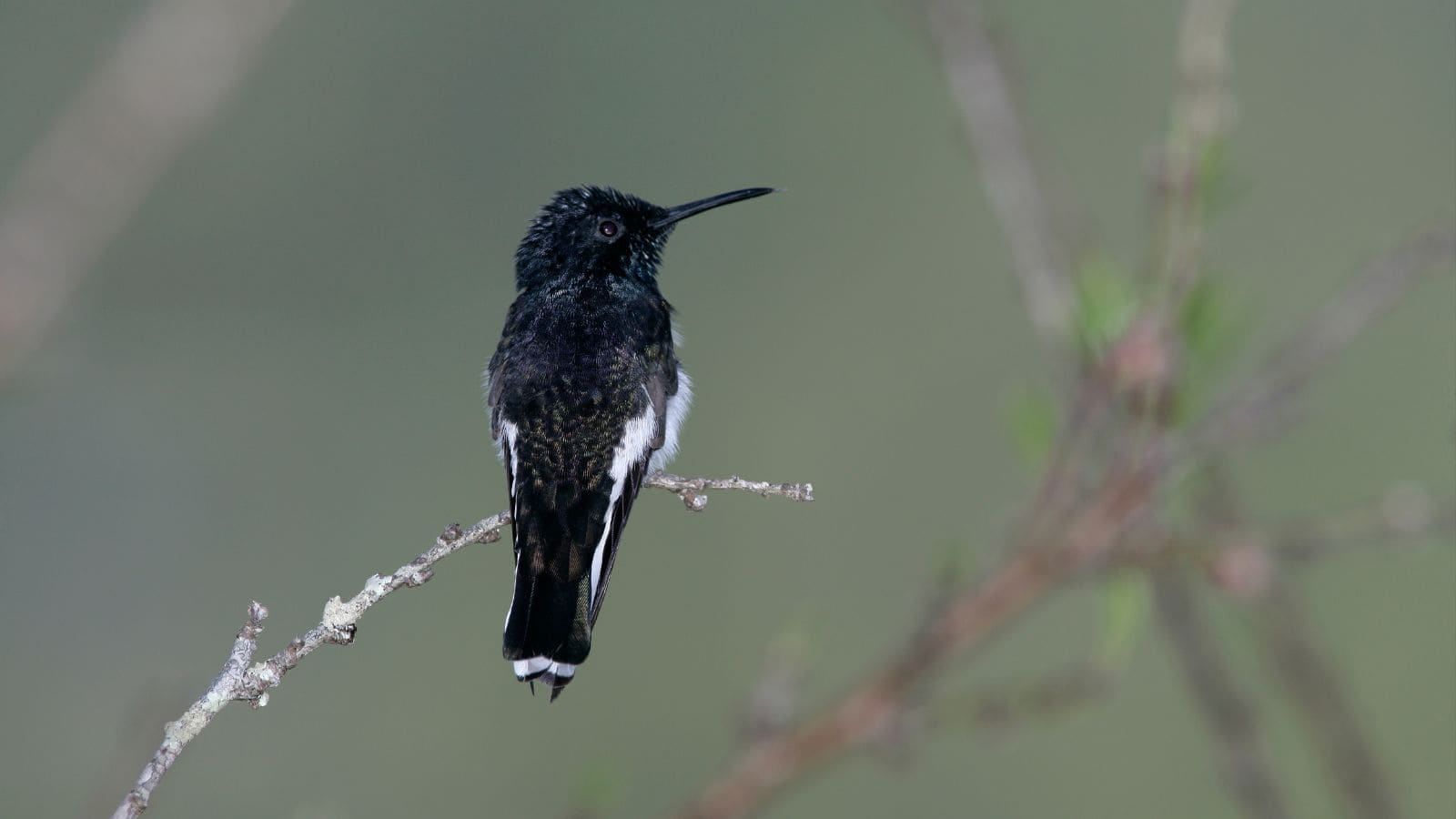 Black Jacobin hummingbirds