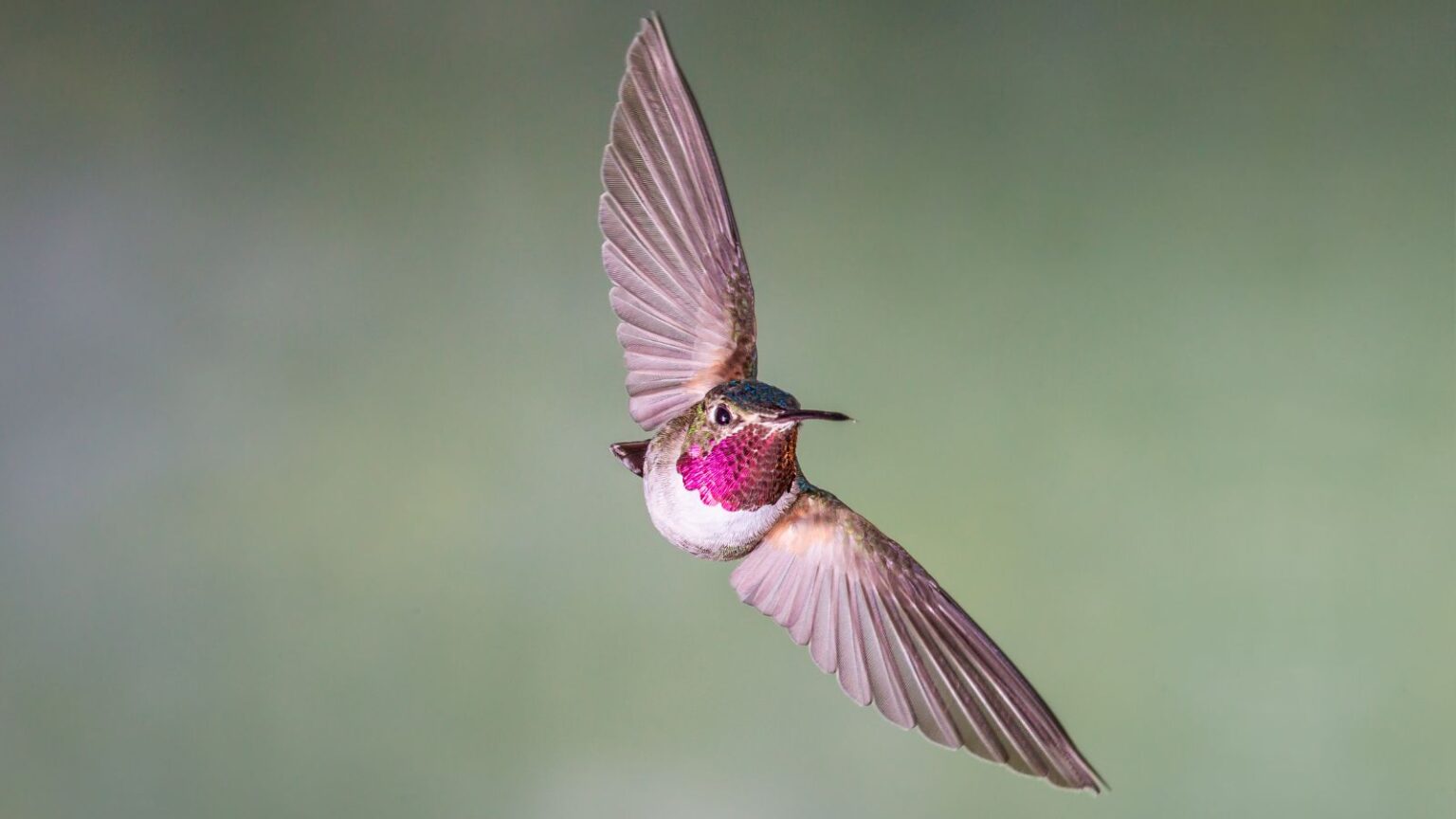 Hummingbird Red Rust Color What Colors Are Hummingbirds: Unraveling the Rainbow