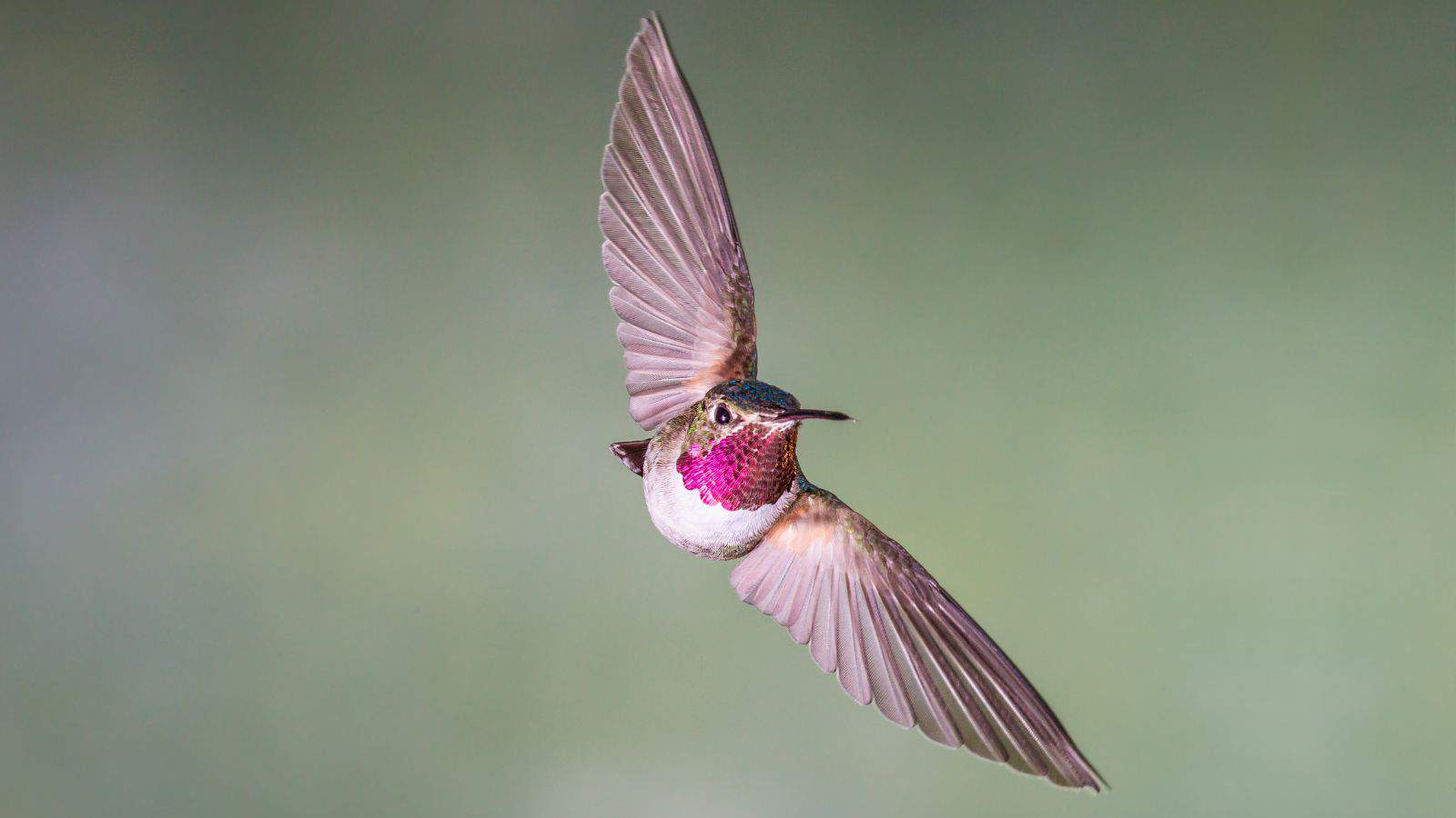 Broad-tailed hummingbirds