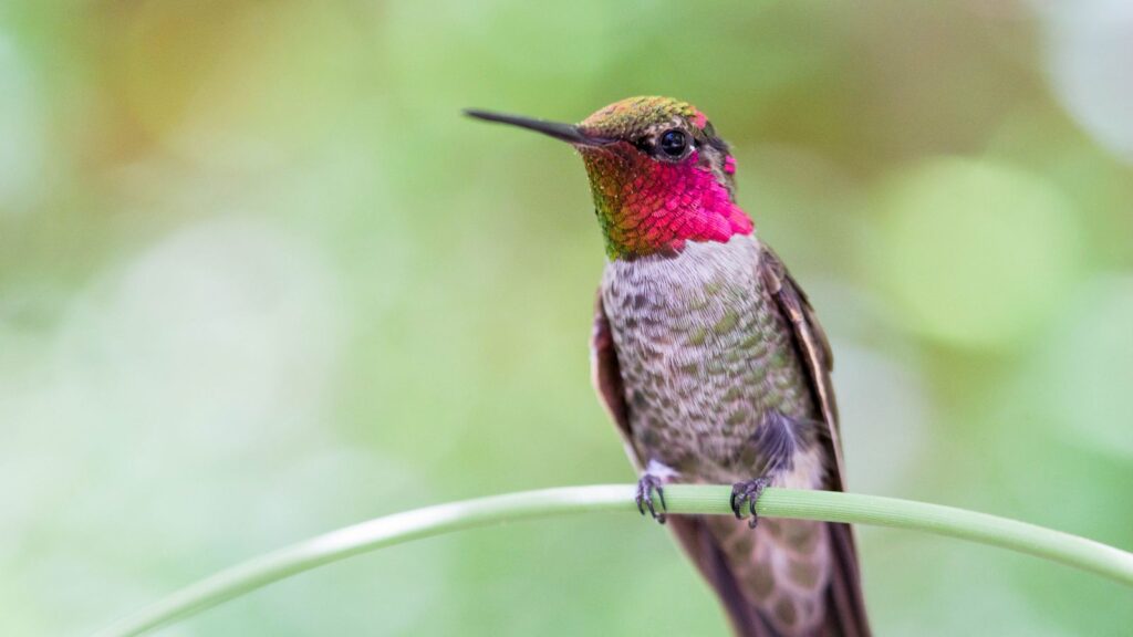 Can Hummingbirds Hear