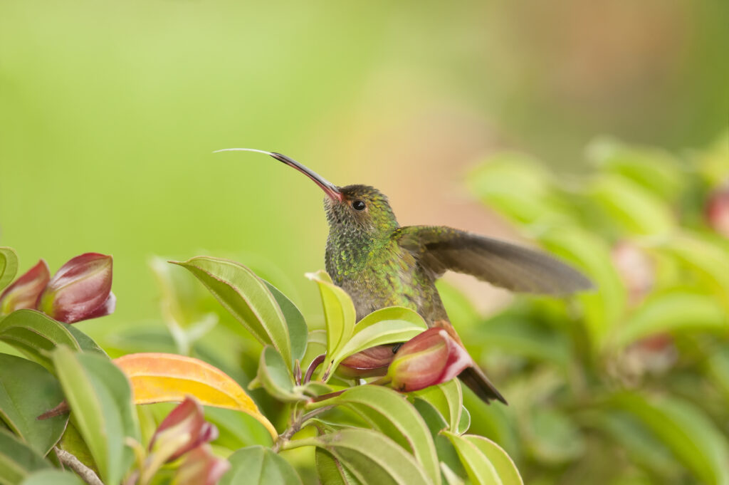 Can Hummingbirds Open Their Beaks