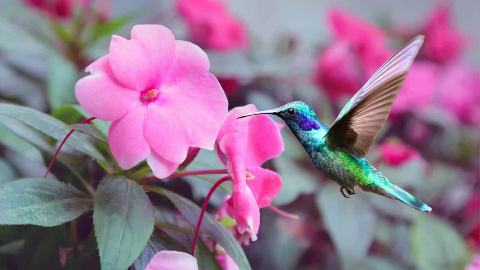 Do Hummingbirds Like Impatiens
