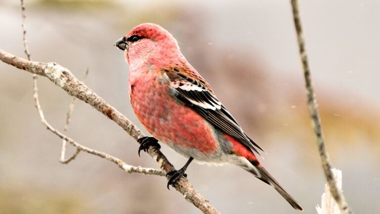 Finches in Wisconsin