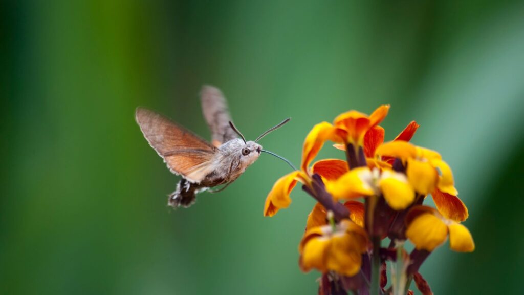 Hummingbird Hawk-Moths