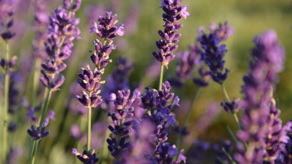 Purple lavender flower spikes glowing in warm evening light.