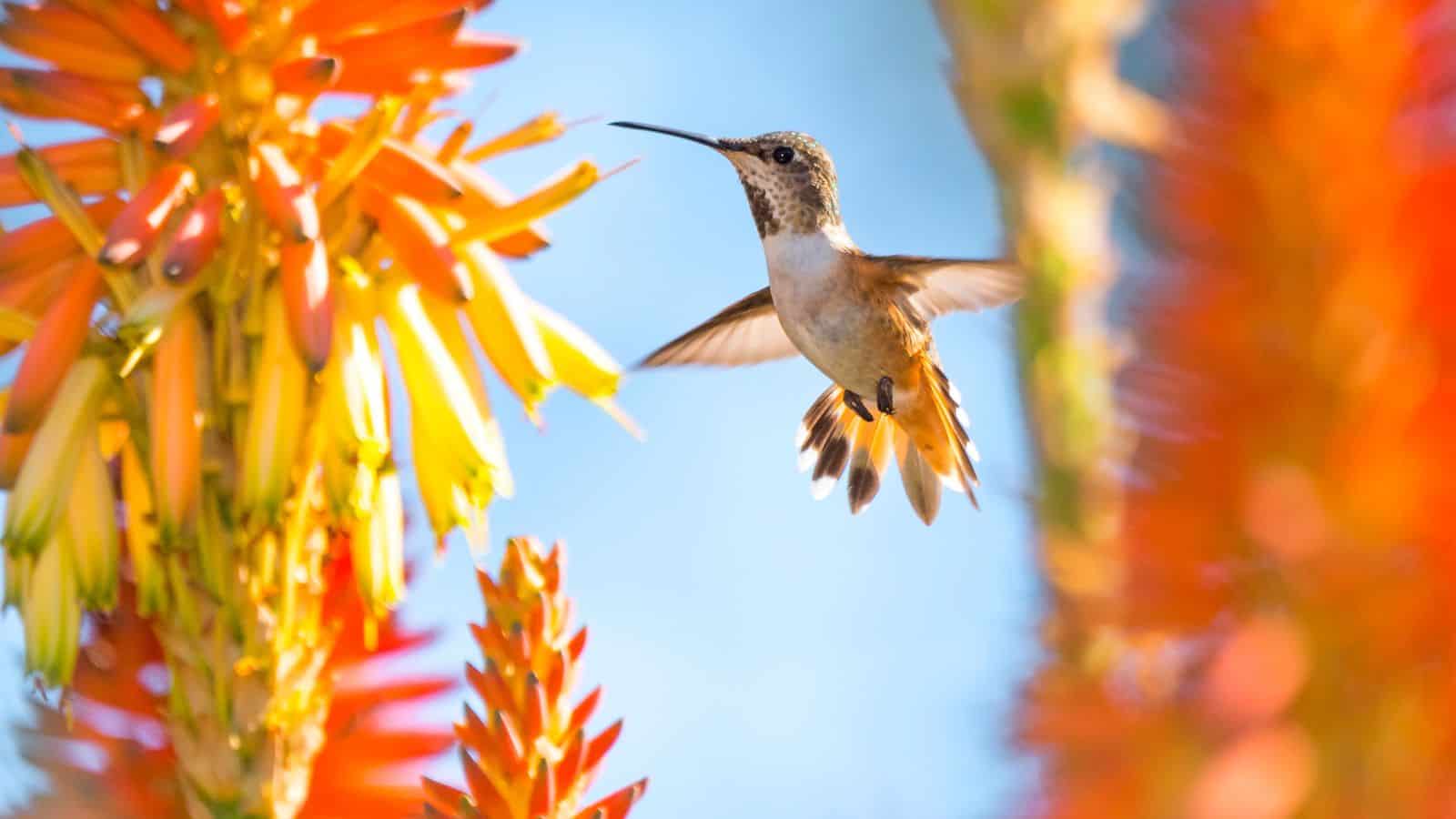 can hummingbirds stop flying