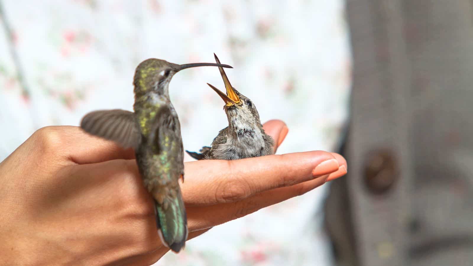 do hummingbirds attack humans