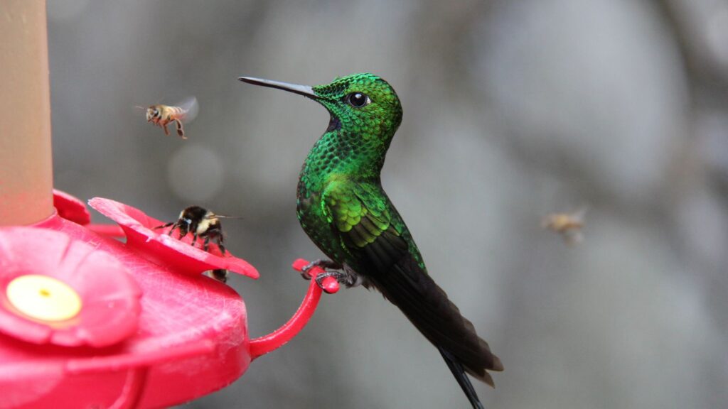 do hummingbirds eat bees