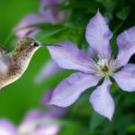 do hummingbirds like clematis