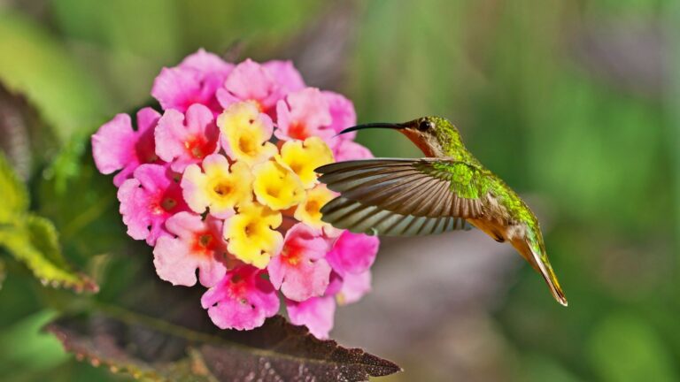 do hummingbirds like lantana