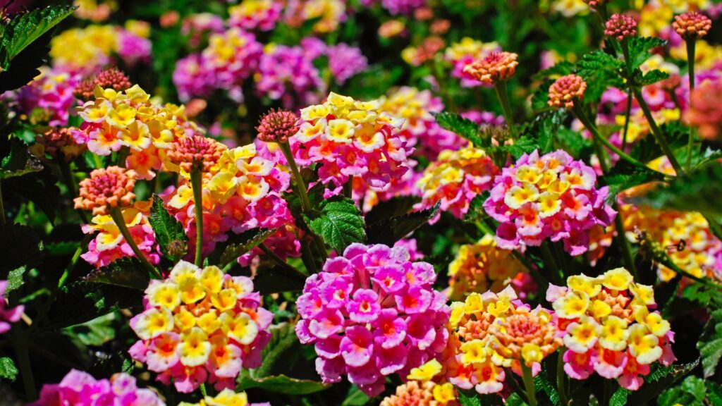 Clusters of multicolored pink and yellow lantana flowers in bright sun.