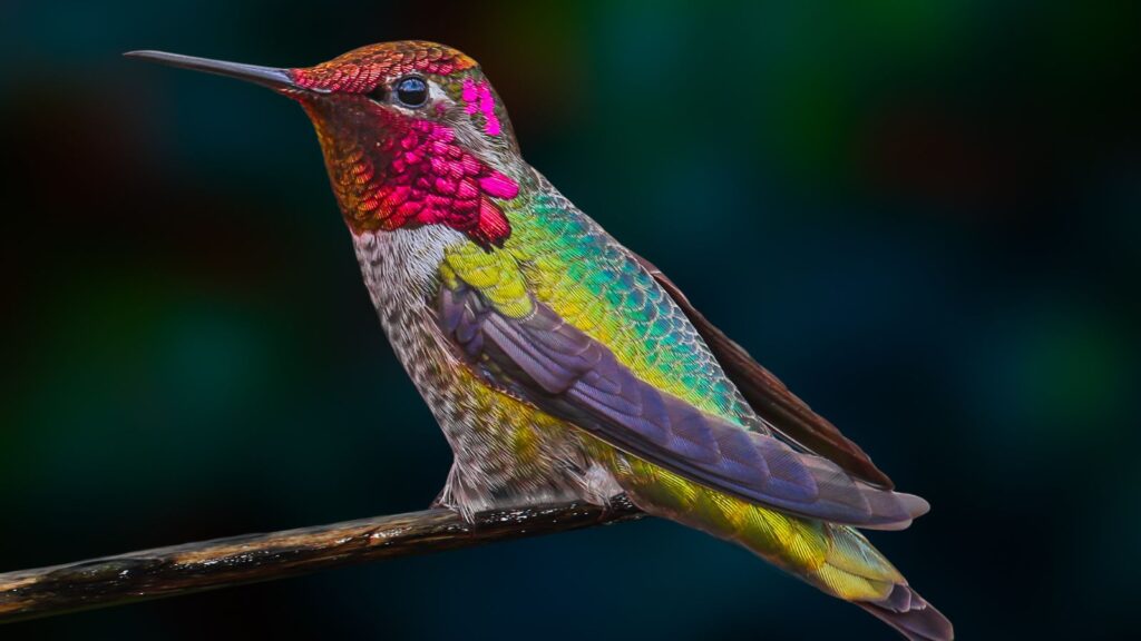 what colors are hummingbirds