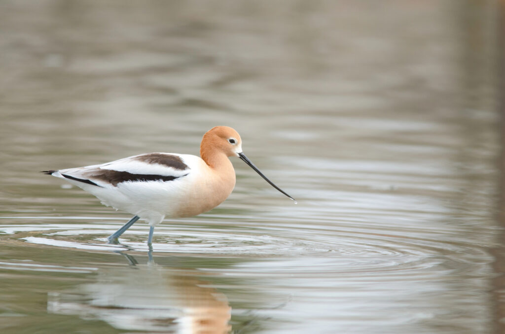 American Avocet
