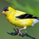 American Goldfinch