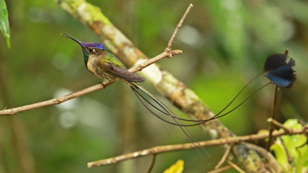 Are Hummingbirds Endangered
