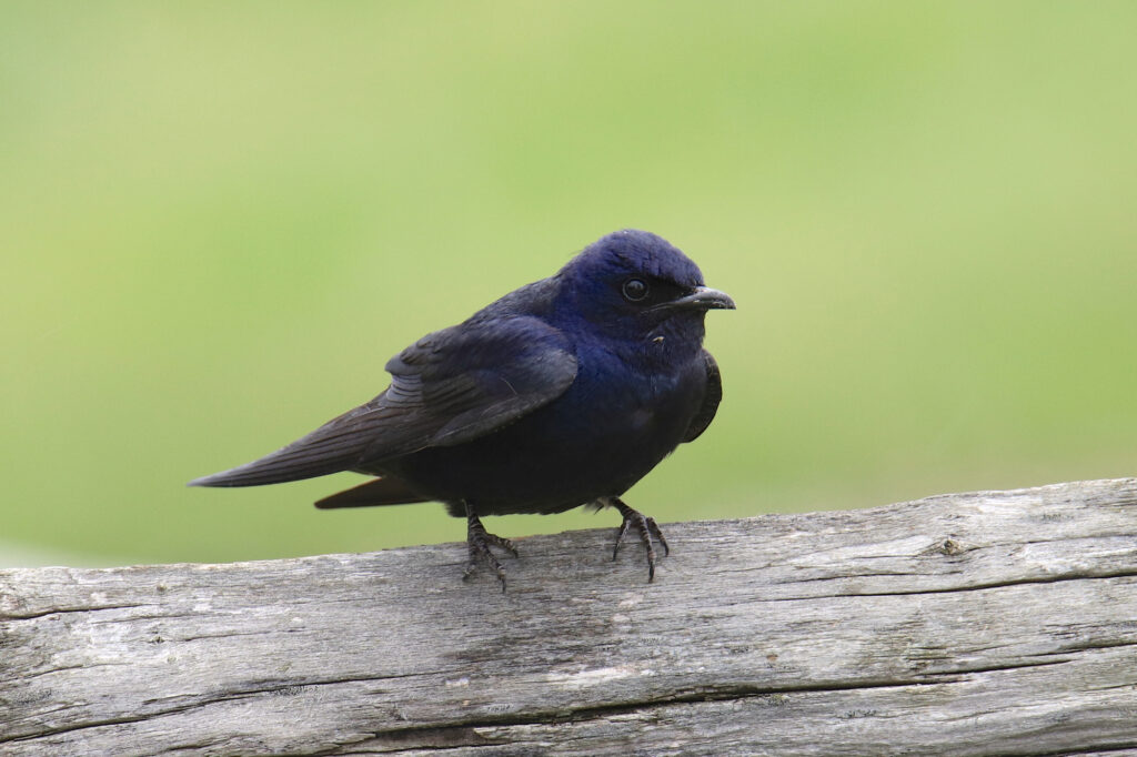 Black Birds With Blue Heads
