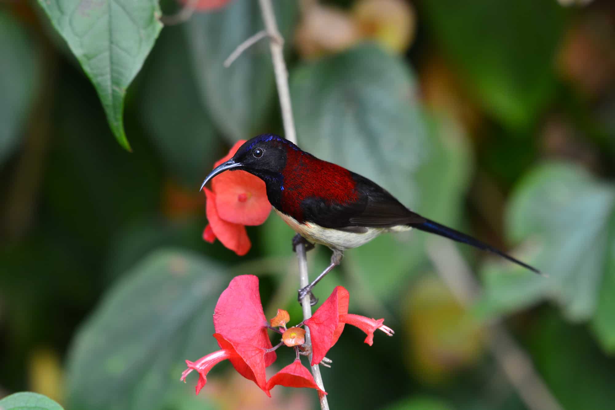 Black-Throated Sunbird