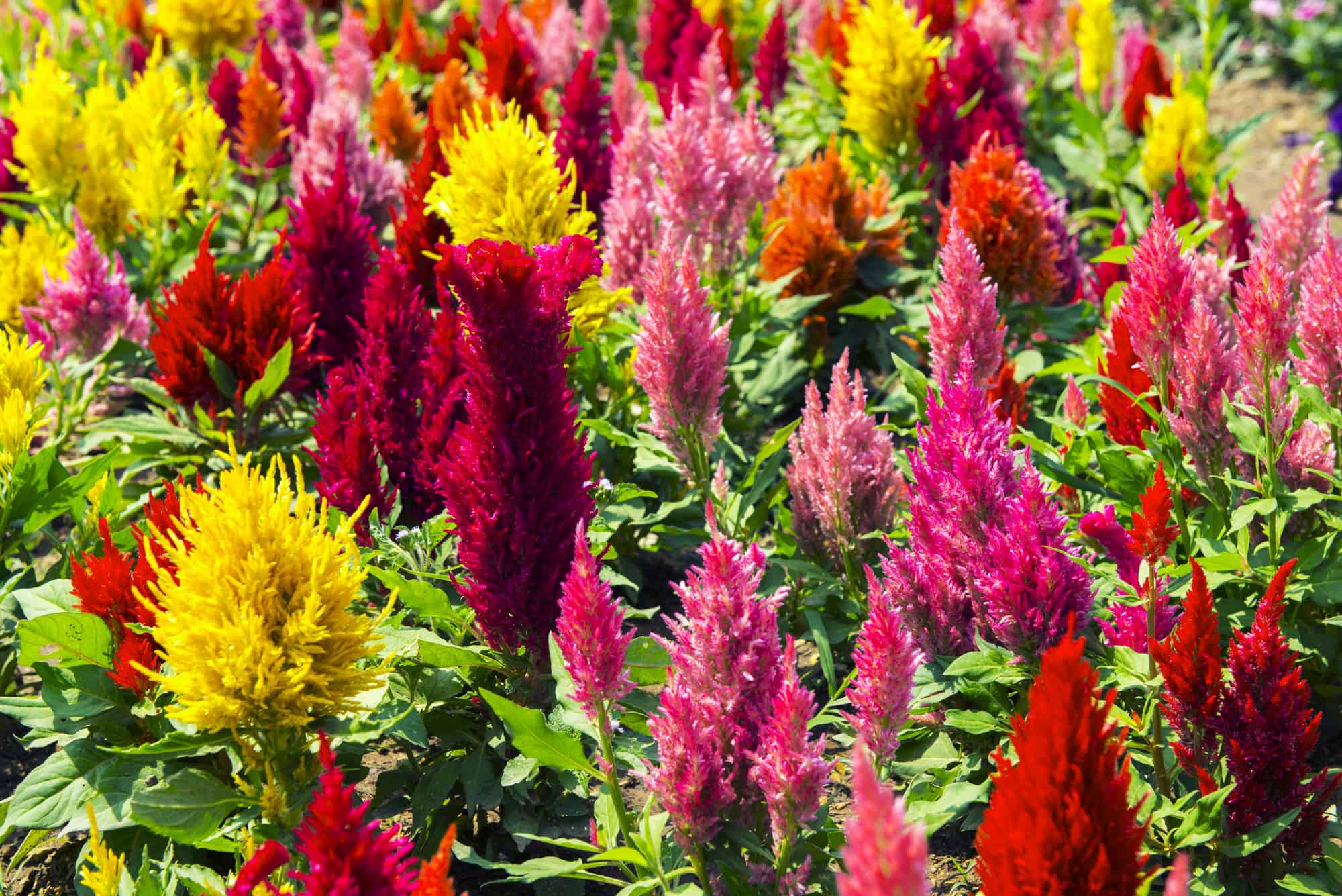 Celosia