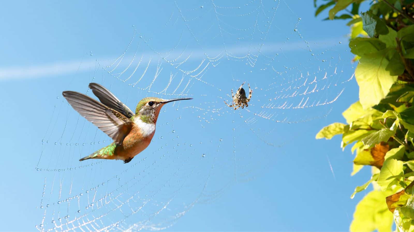 Flower Power: The Bird Attraction Factor