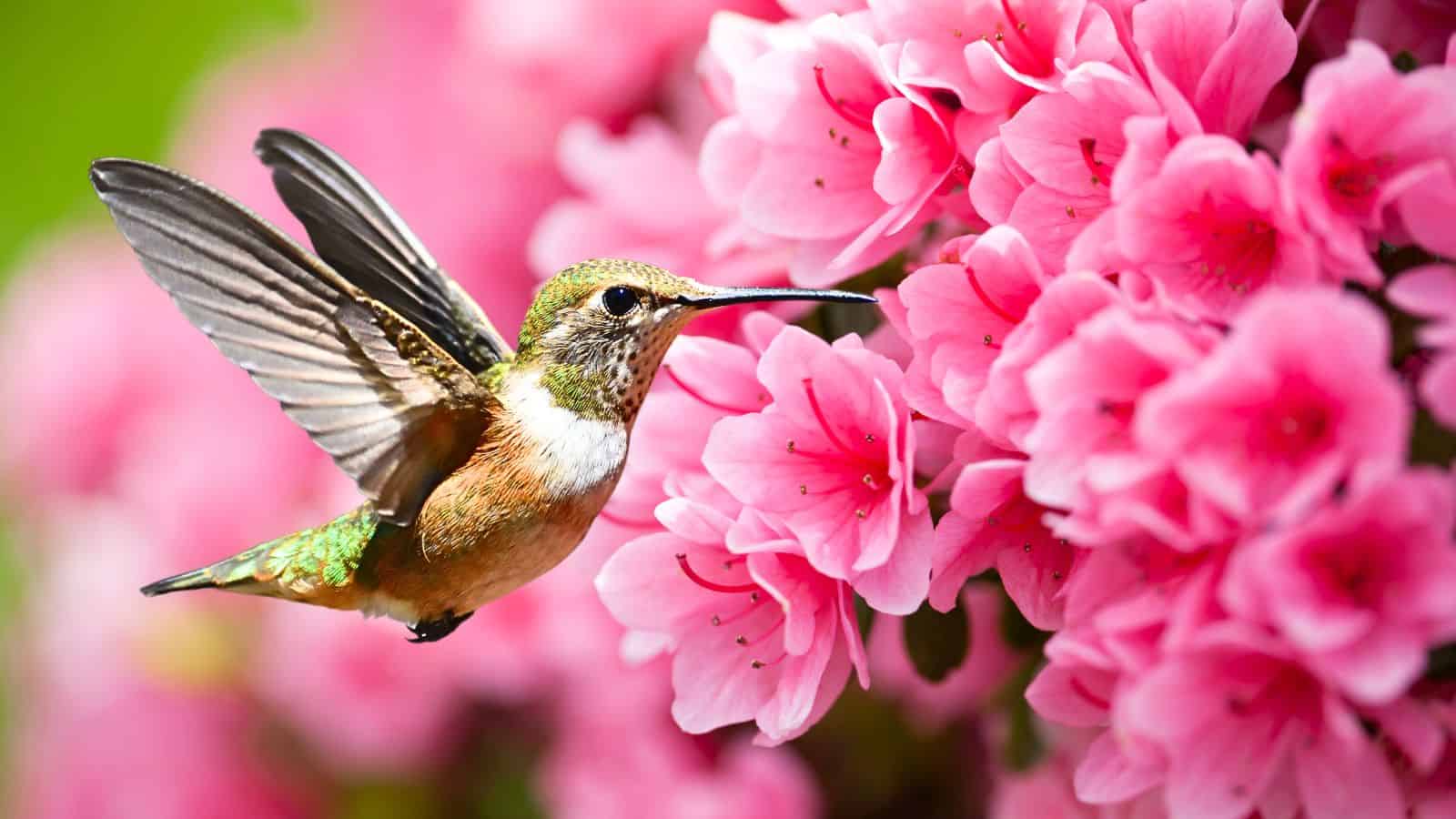 Do Hummingbirds Like Azaleas