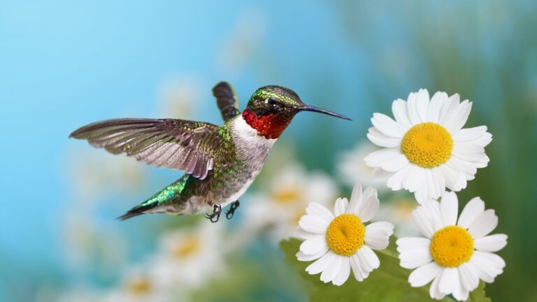 Do Hummingbirds Like Daisies