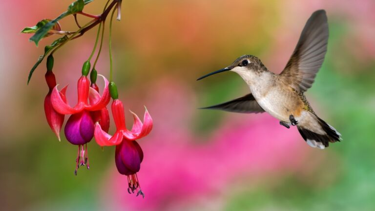 Do Hummingbirds Like Fuchsia