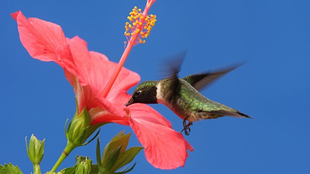 Do Hummingbirds Like Hibiscus