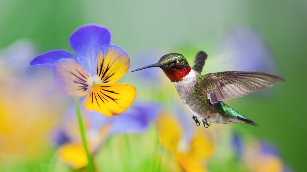 Do Hummingbirds Like Pansies
