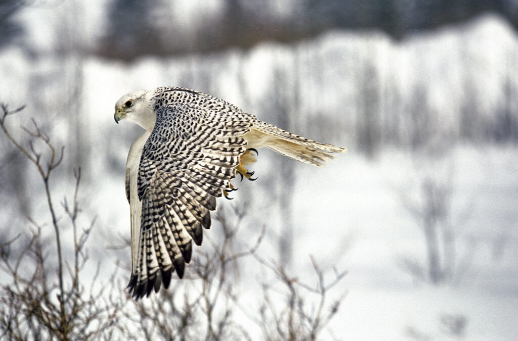 Falcons in Alaska