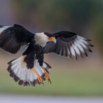 Falcons in Colorado