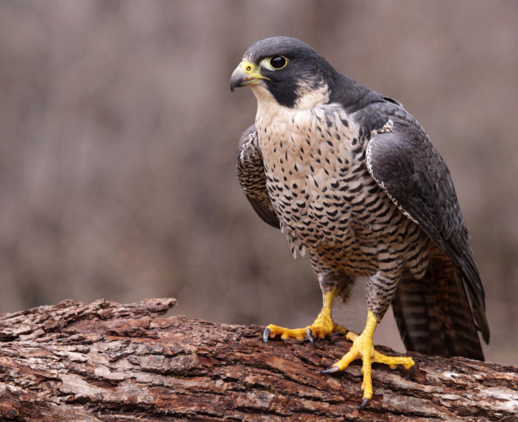 Falcons in Florida