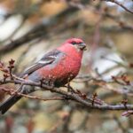 Finches in Illinois