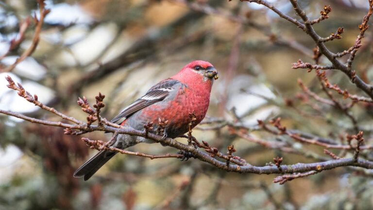 Finches in Illinois